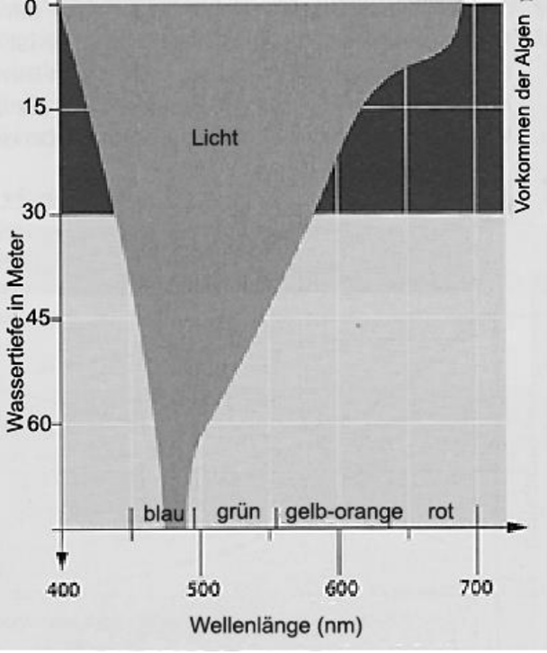 Diagramm: Lichtdurchdringung im Wasser nach Wellenlänge (400–700 nm) und Algenvorkommen, Tiefe in Metern.